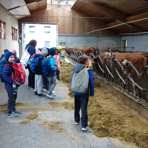 Kinder in Stall mit Kühen