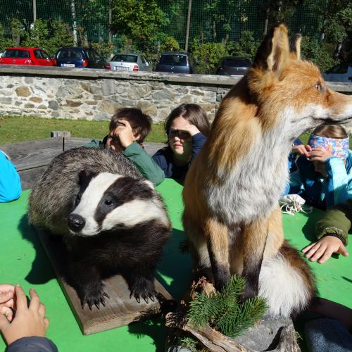 ausgestopfte Tiere, Dachs und Fuchs