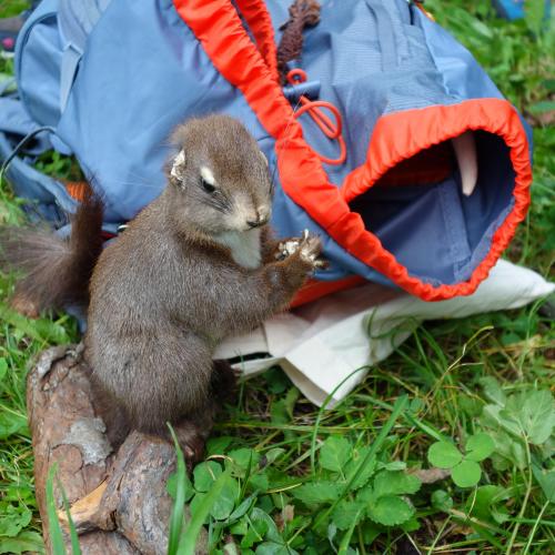 blauer Rucksack und ausgestopftes Eichhörnchen