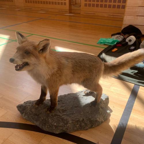 Projekt "Jägerin in der Schule"