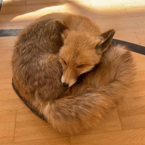 Projekt "Jägerin in der Schule"