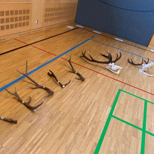 Projekt "Jägerin in der Schule"