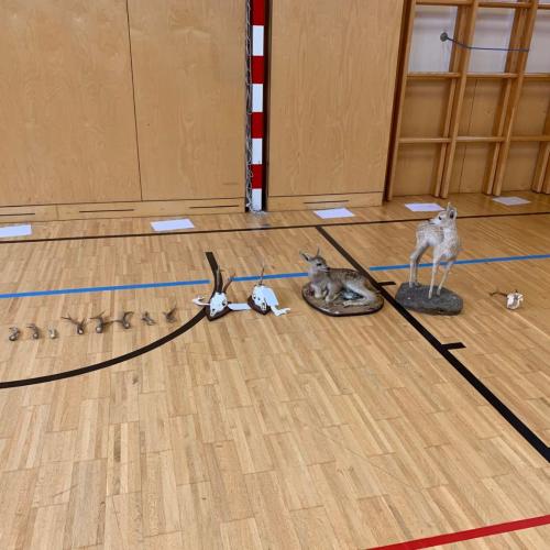 Projekt "Jägerin in der Schule"