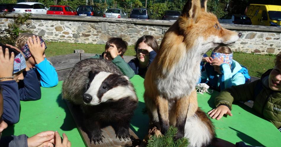 ausgestopfter Dachs und Fuchs